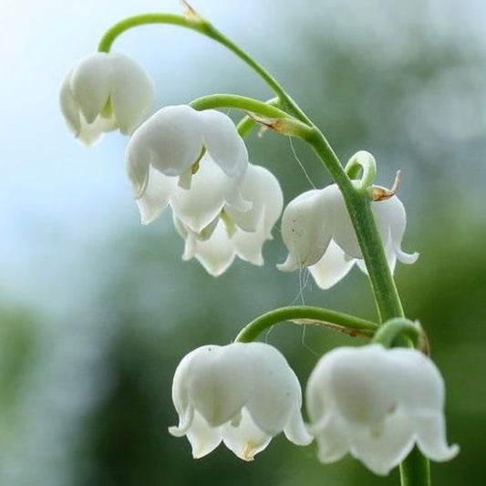 LILY
