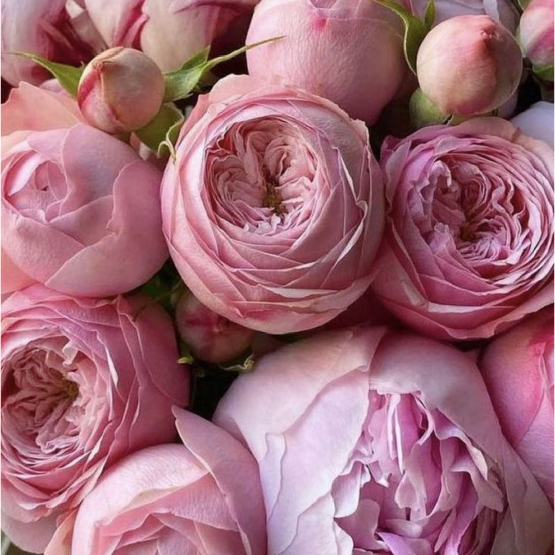 PEONY