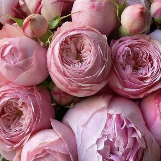 PEONY