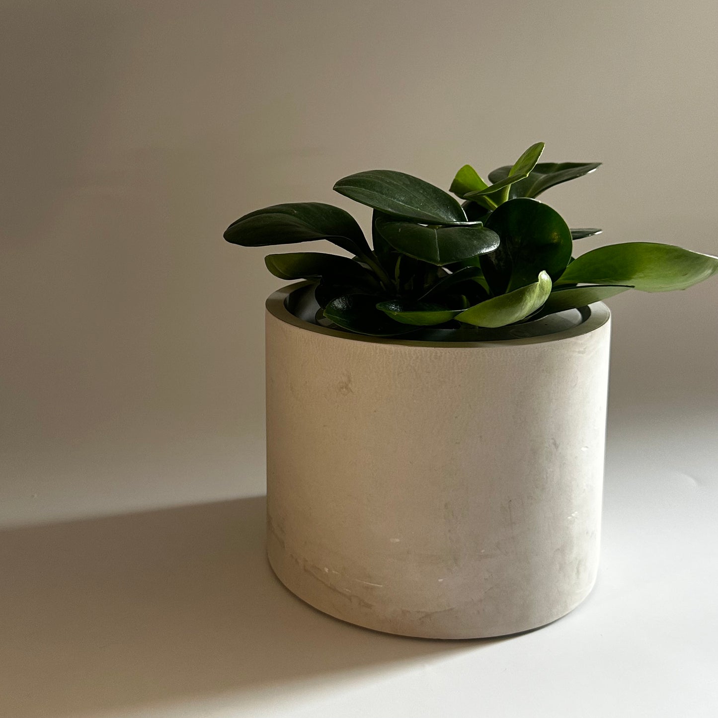 Plant Pot