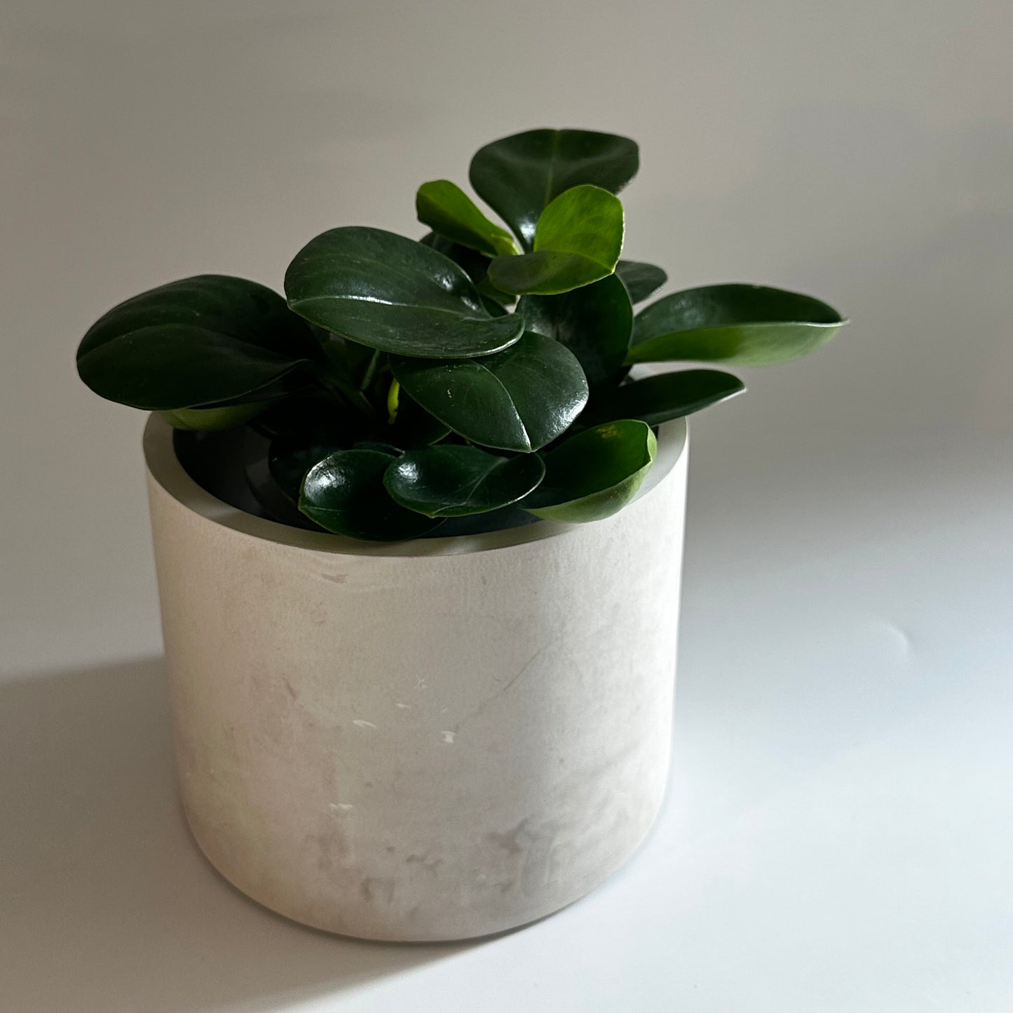 Plant Pot