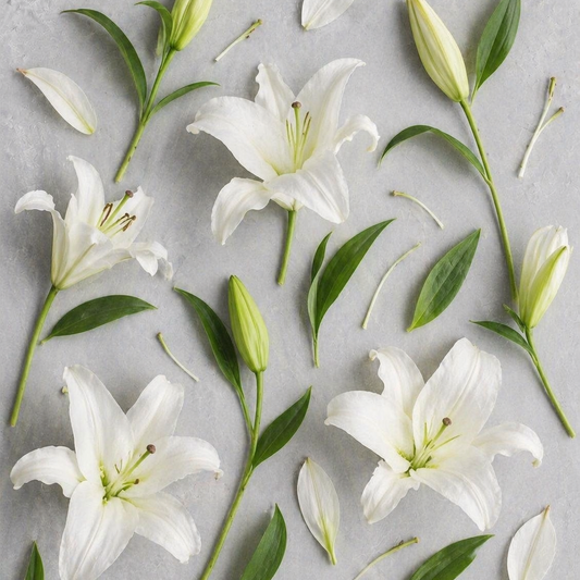 LILY